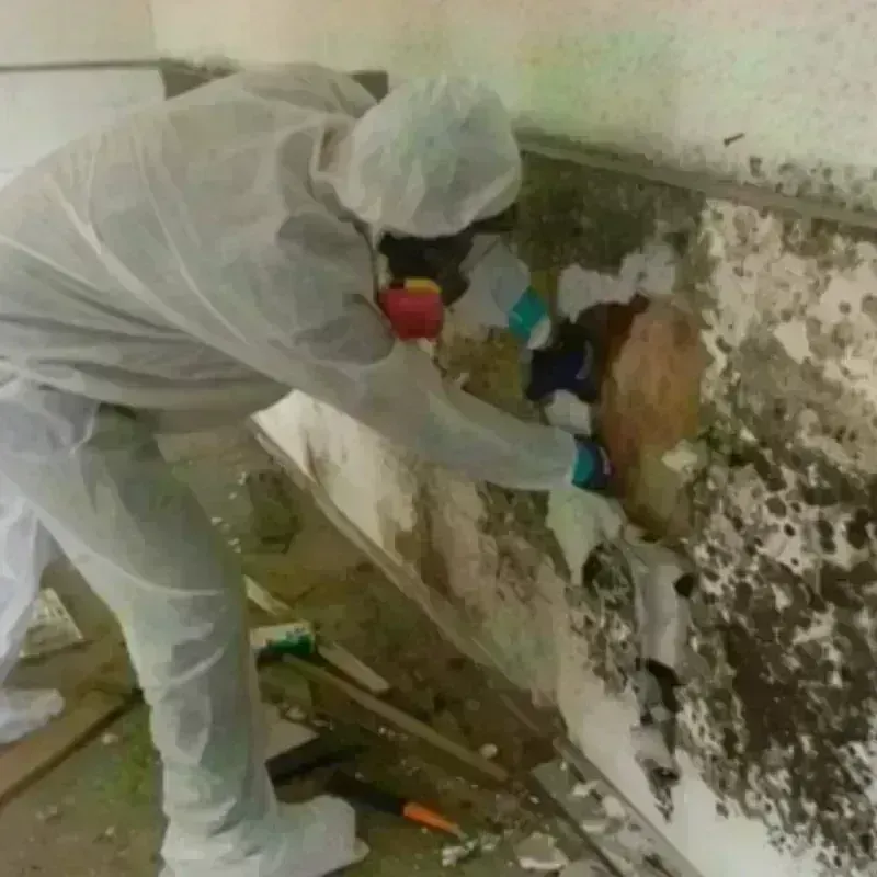 Mold Remediation and Removal in West Chicago, IL